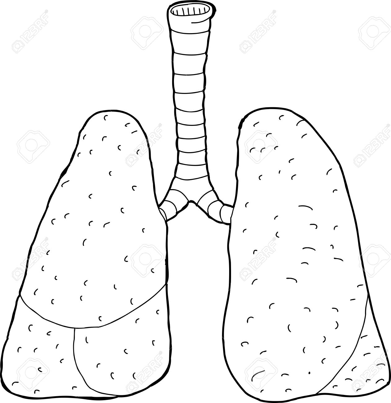 Hand Drawn Outline Of Human Lungs And Trachea Royalty Free.