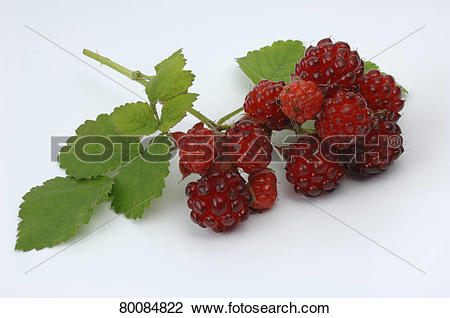 Stock Photo of DEU, 2007: Wineberry (Rubus phoenicolasius), twig.