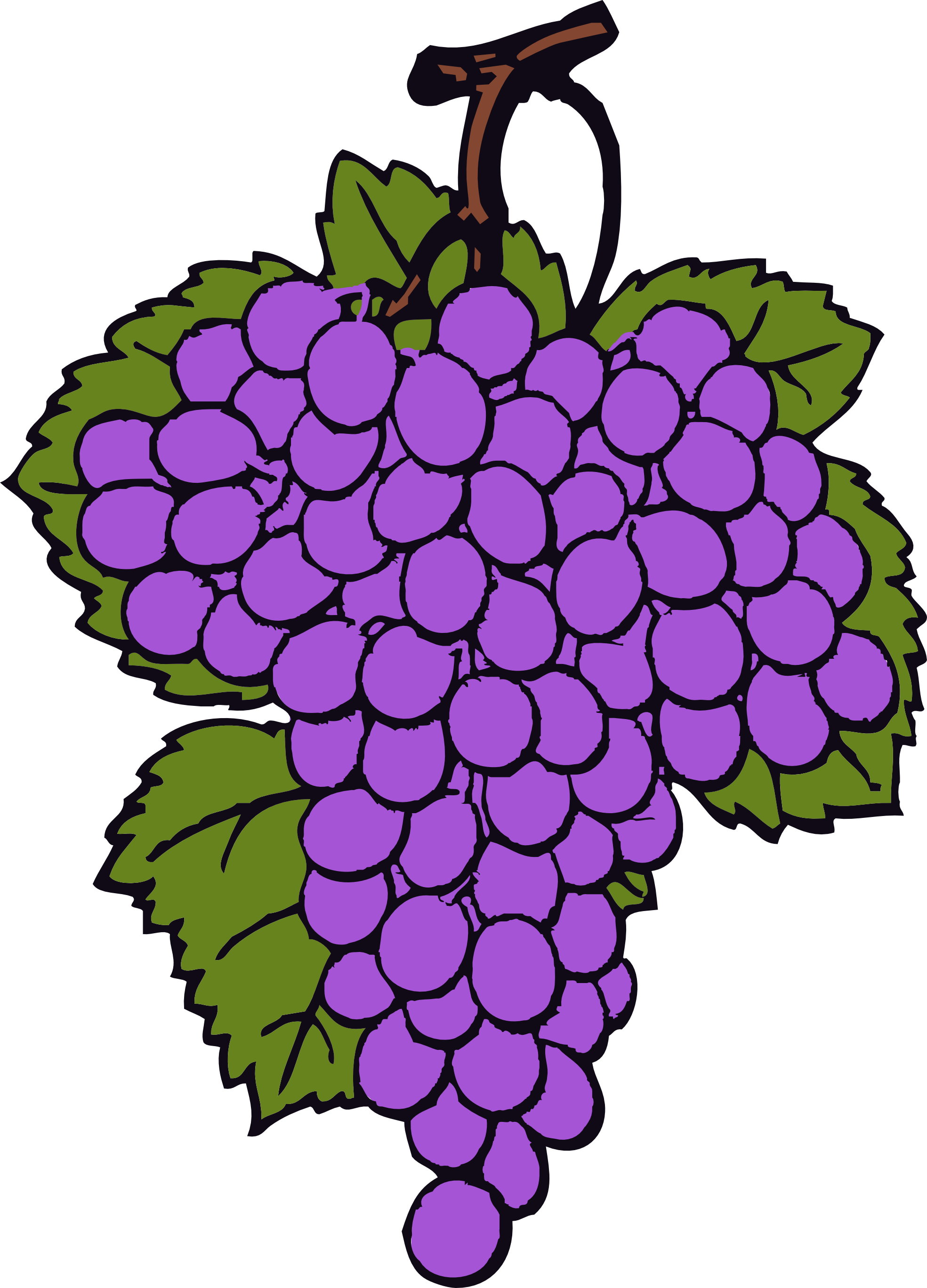 Wine grapes free clipart images.