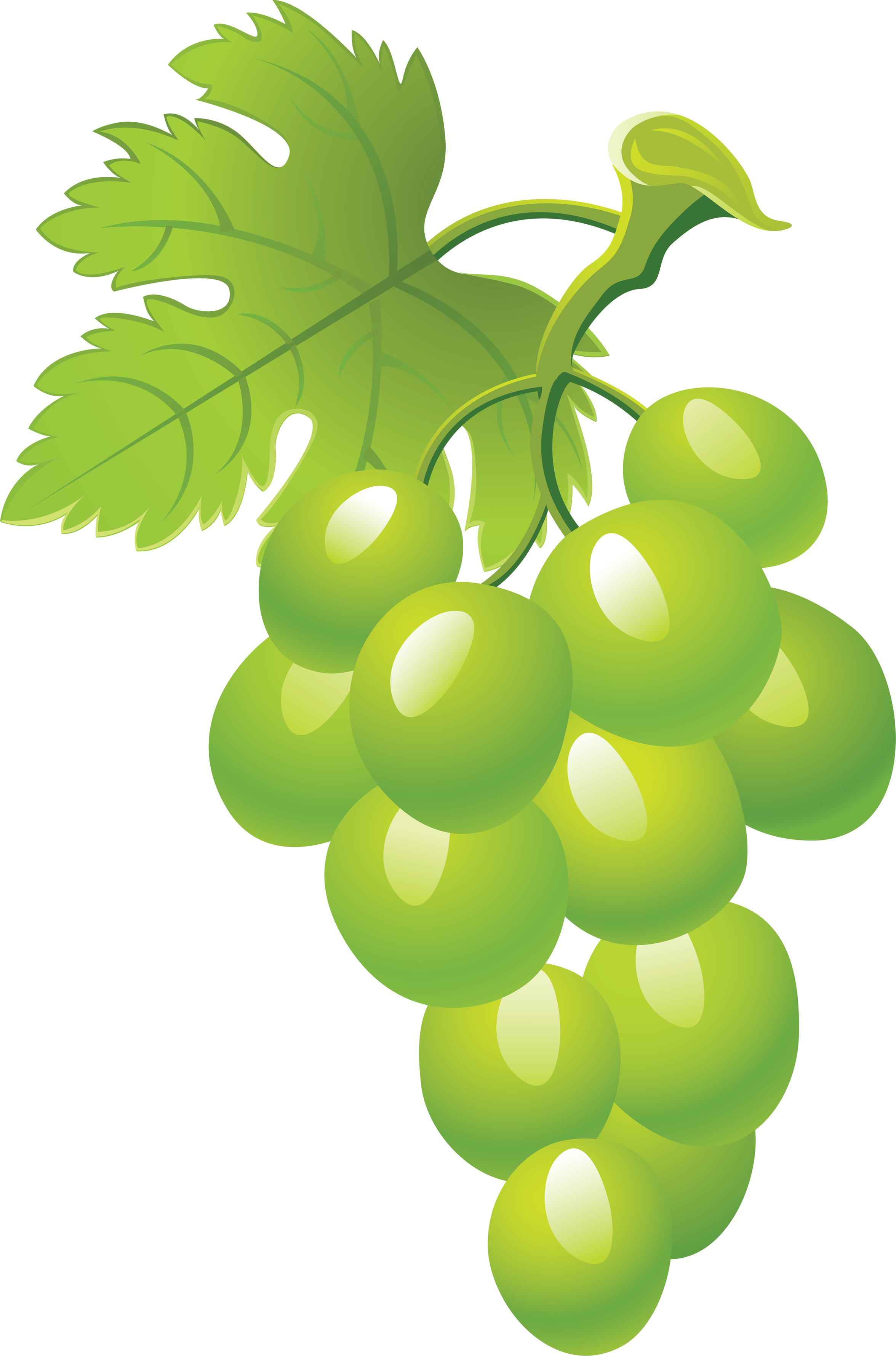 Grapes clipart high re, Grapes high re Transparent FREE for.
