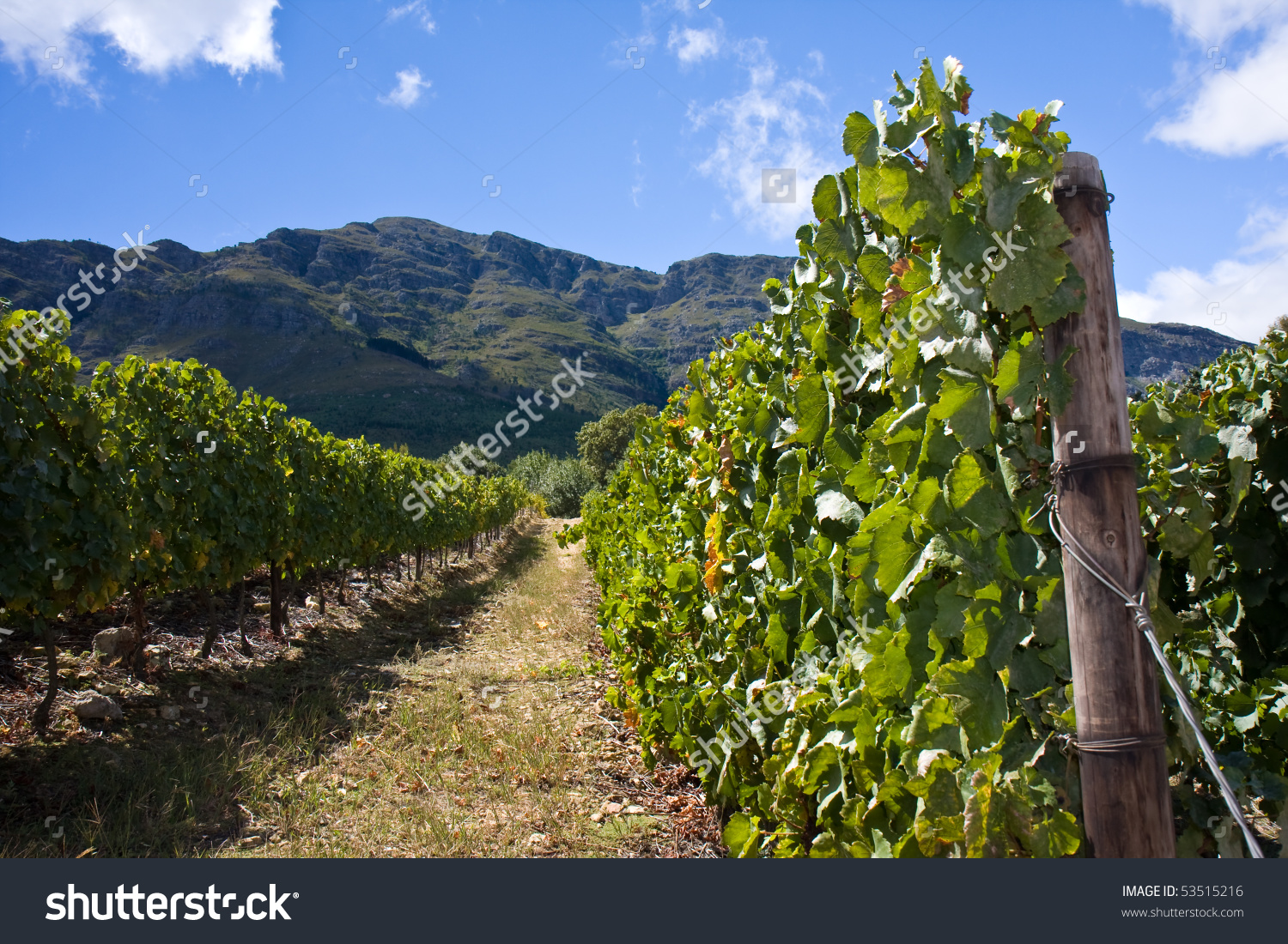 Cape Town Stellenbosch South Africa Winelands Stock Photo 53515216.