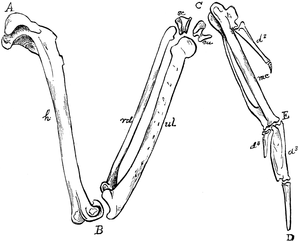Wing skeleton clipart - Clipground balck ulna diagram 