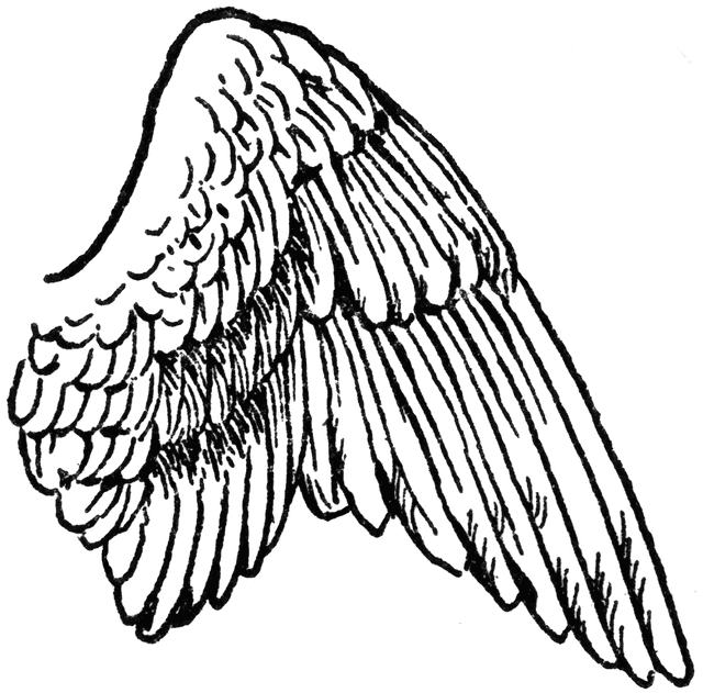 Owl wing clipart.