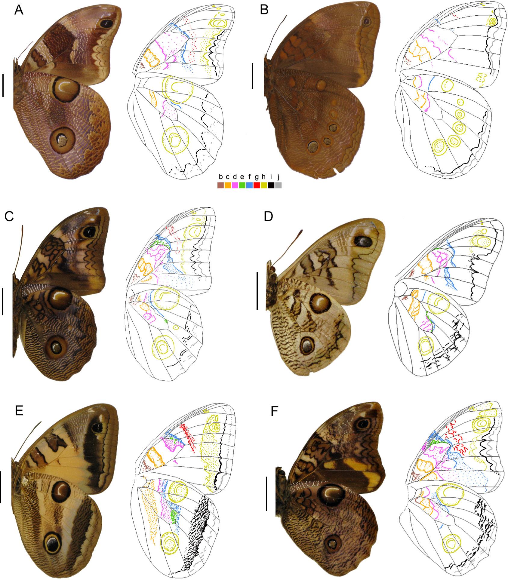 Wing pattern diversity in Brassolini butterflies (Nymphalidae.
