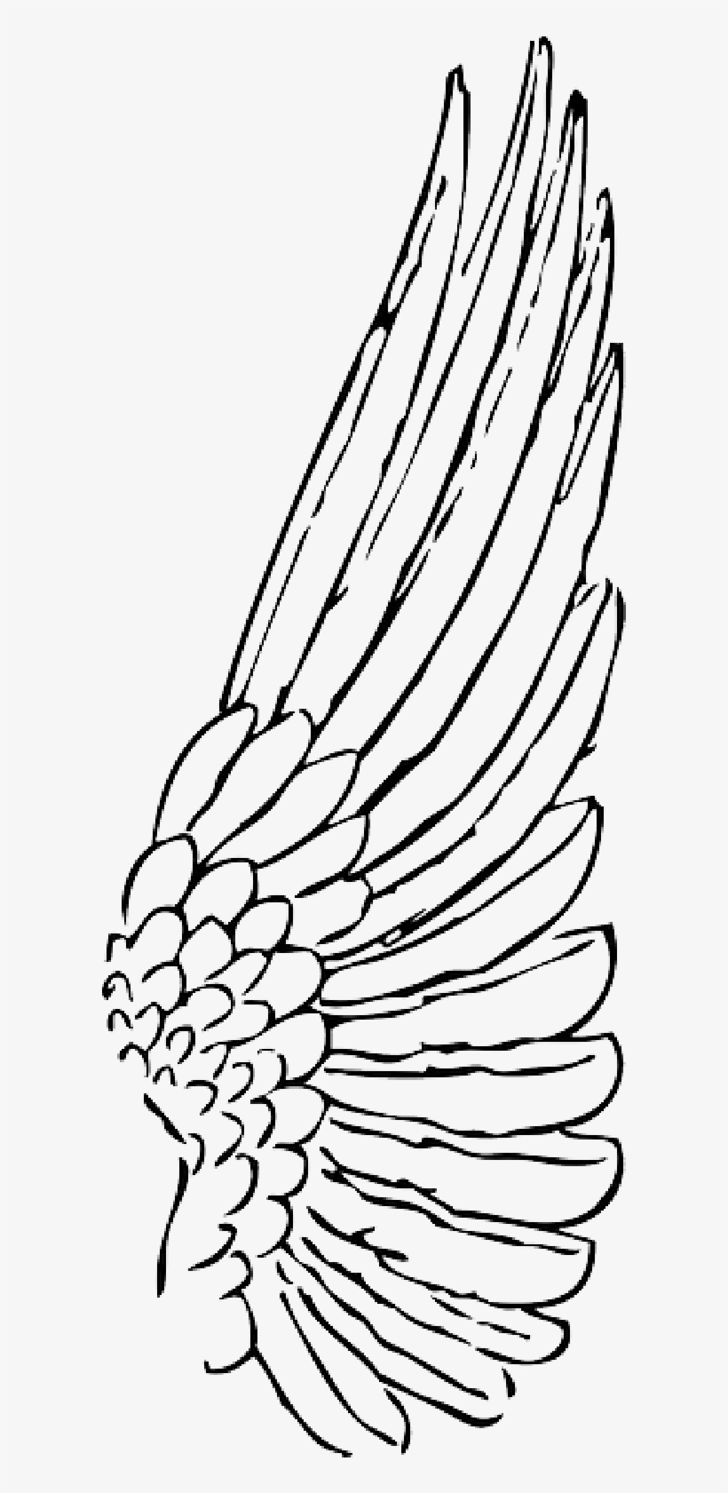Wings Clipart Bird Wing.