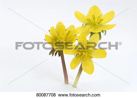 Pictures of DEU, 2007: Winter Aconite (Eranthis hyemalis), flowers.
