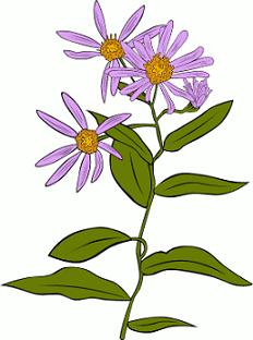 Free Aster Flower Clipart.