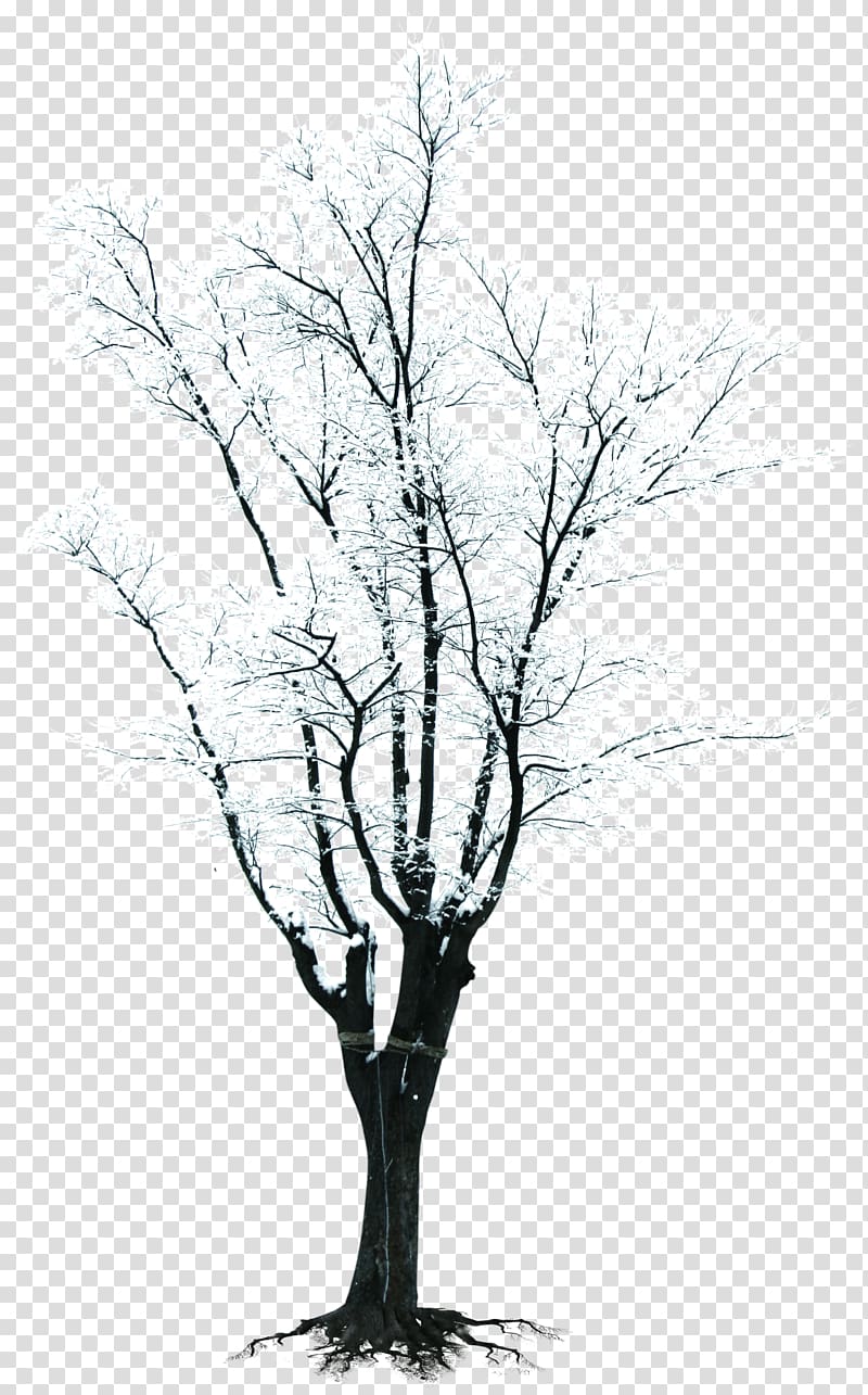 Tree Branch Winter , Winter snow branches creative.