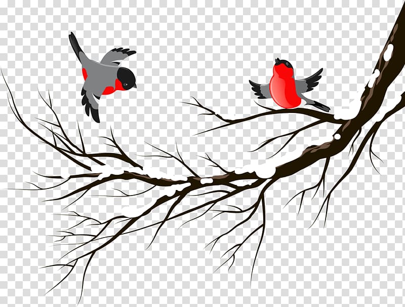 Bird European robin Winter , birds transparent background.