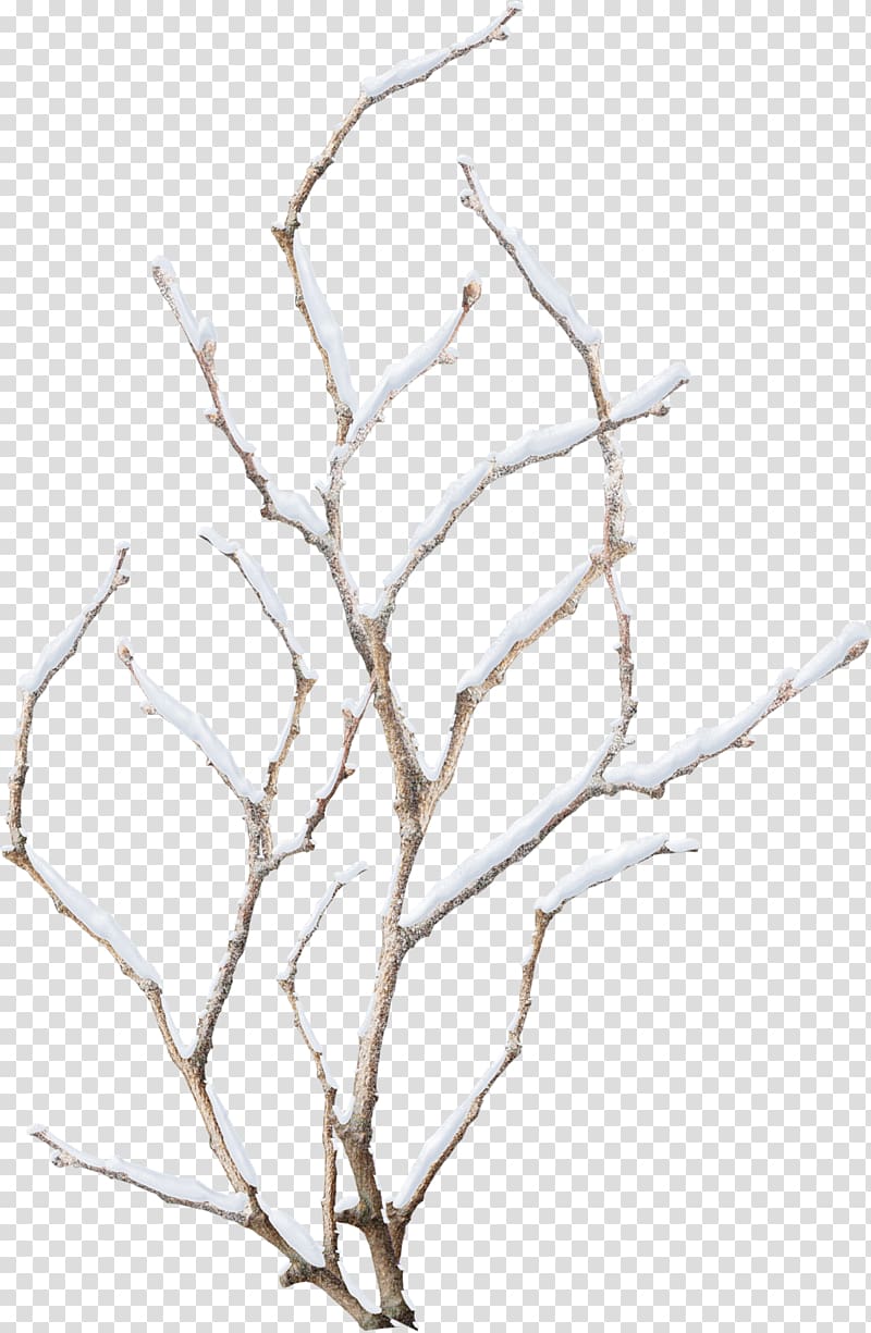 Tree branch covered by snow, Snowflake Winter Branch, Snow.