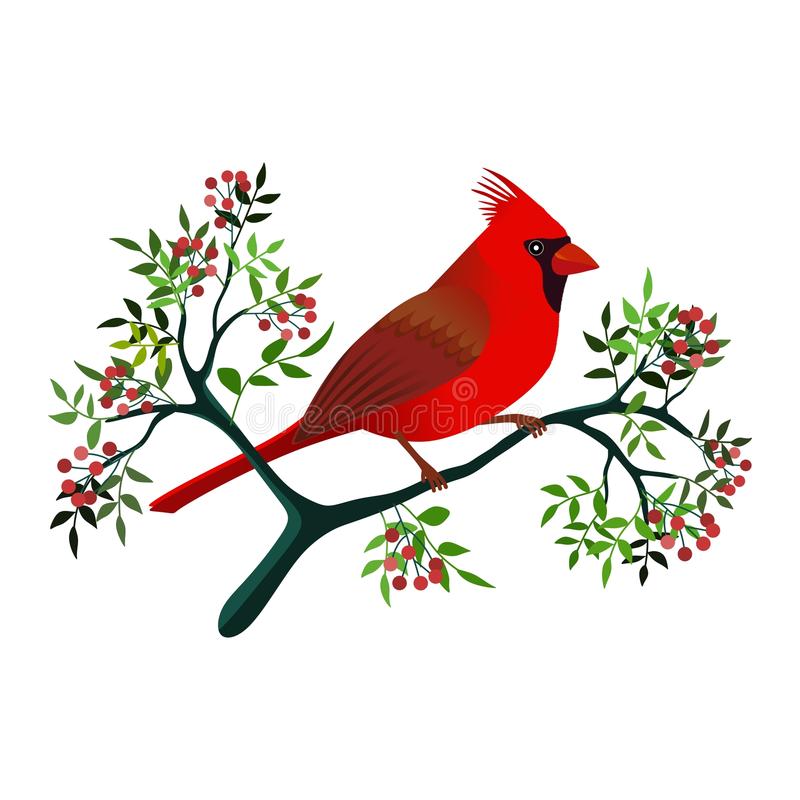 Cardinal Bird Clipart Free Download High Quality Cardinal Clipart 