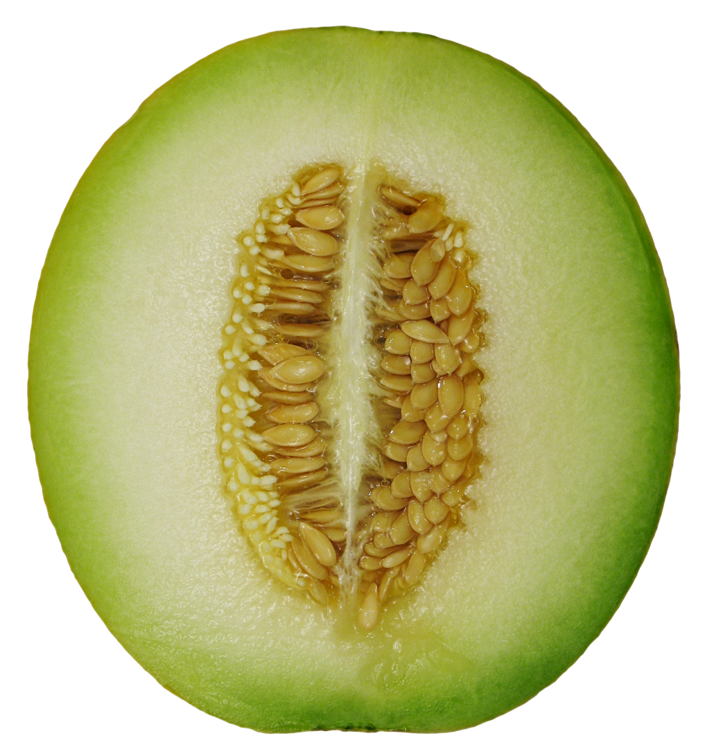 Cucumber clipart winter melon, Cucumber winter melon.