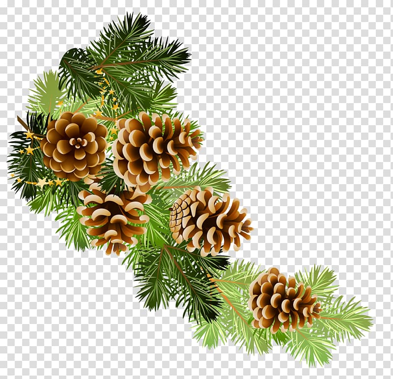 Scots pine Conifer cone Fir , winter transparent background.