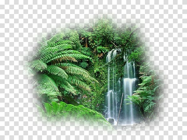 Cloud forest Amazon rainforest Australia Tropical rainforest.
