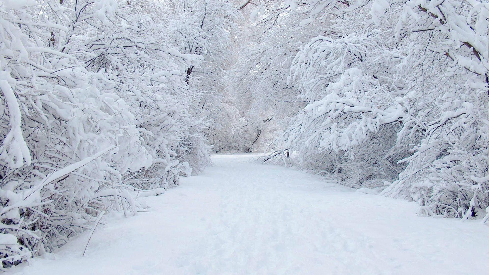 Winter Wonderland Backgrounds (41+ images).