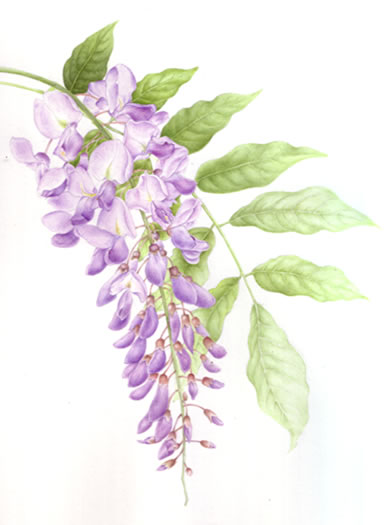 1000+ images about wisteria on Pinterest.