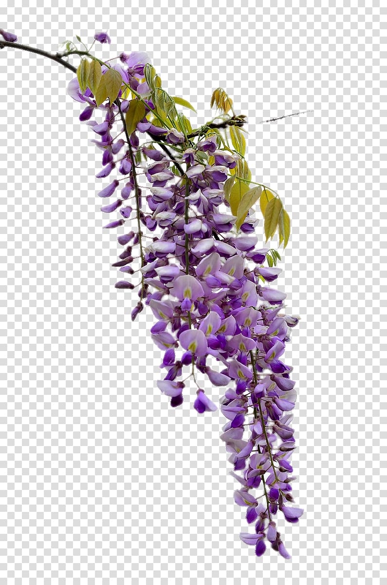 wisteria flower clipart 10 free Cliparts | Download images on