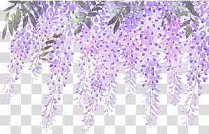 Purple flowers illustration, Wisteria sinensis Wisteria.