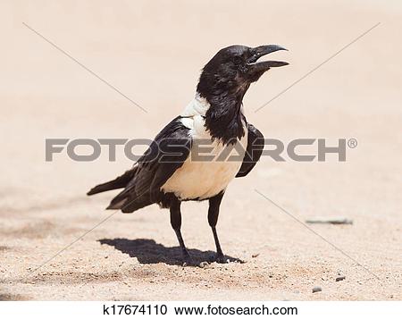 Stock Photography of Pied crow (corvus albus) k17674110.