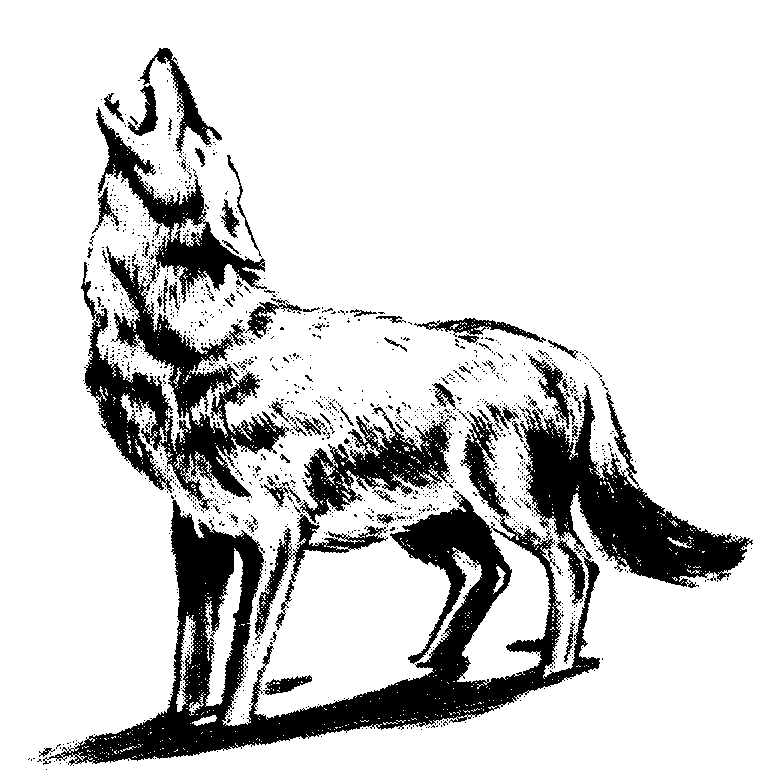 Howling Wolf Clipart.
