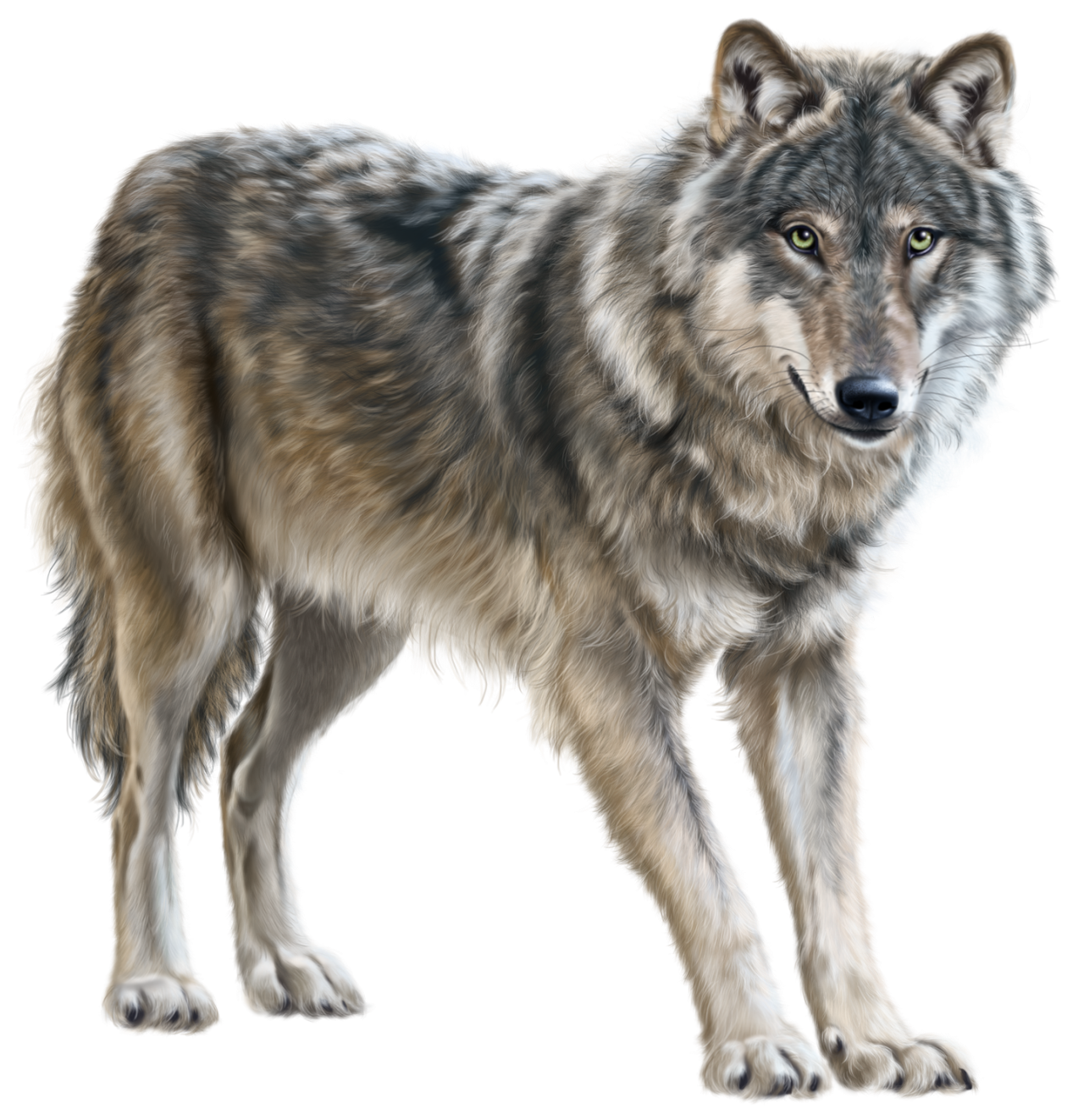 Wolf PNG Clip Art.