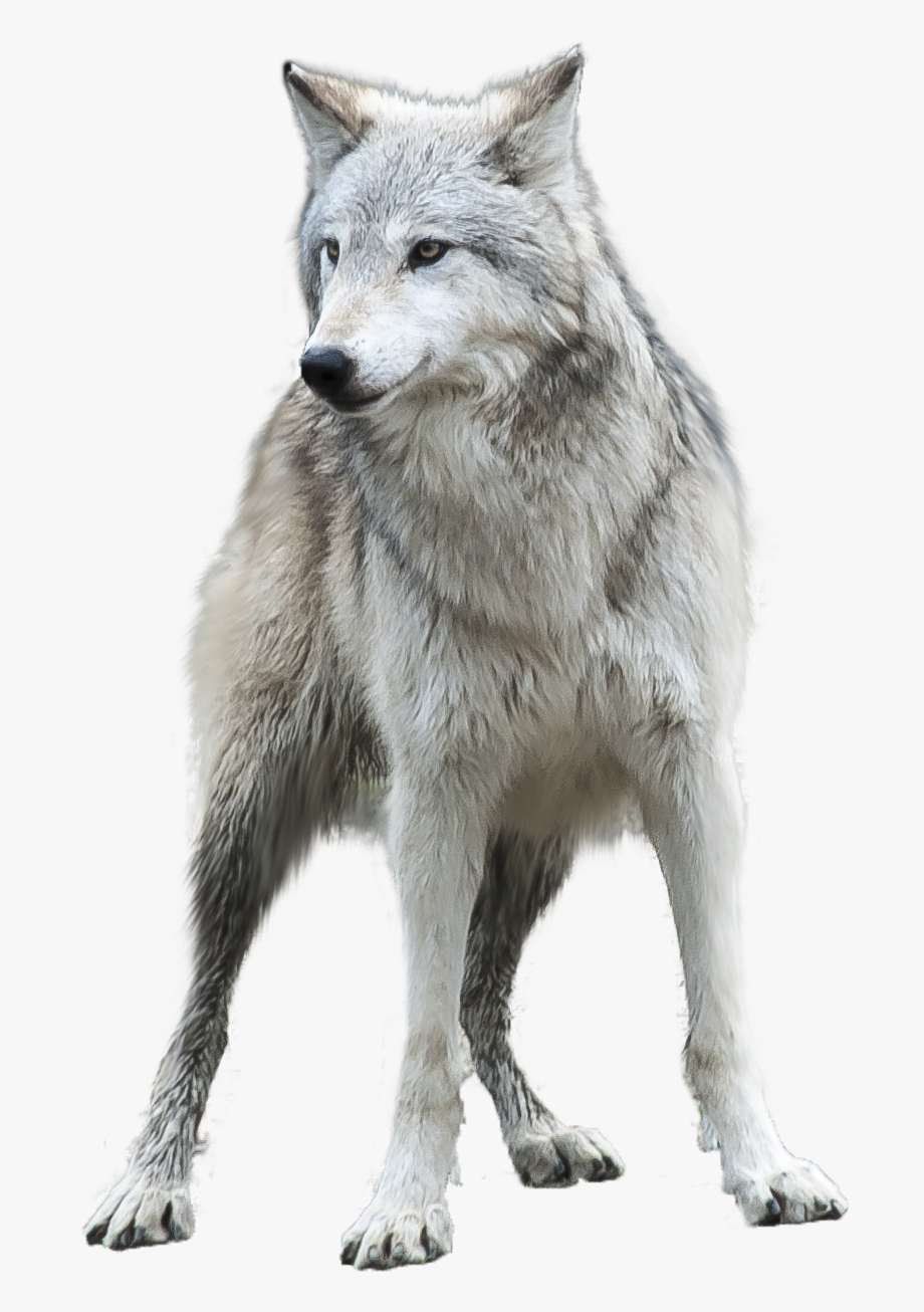 Download Wolf Png Transparent Images Transparent Backgrounds.