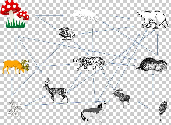 Black Panther Gray Wolf Siberian Tiger Food Web Food Chain.
