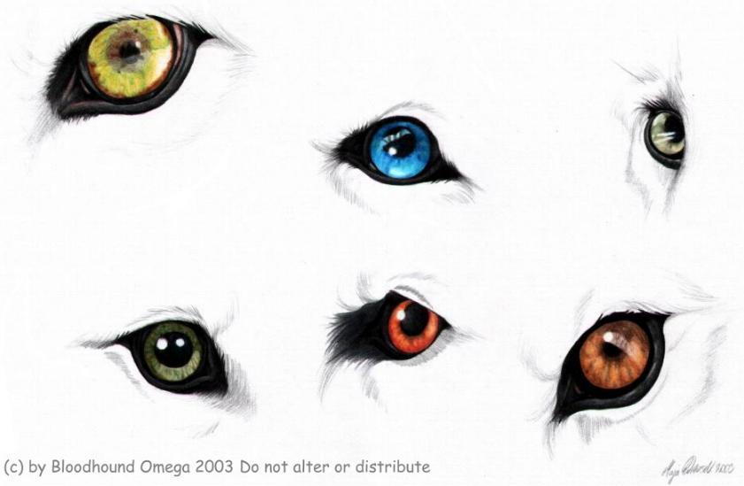 Wolf eyes clipart 4 » Clipart Portal.