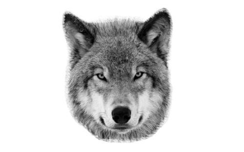 Image about wolf head png in.