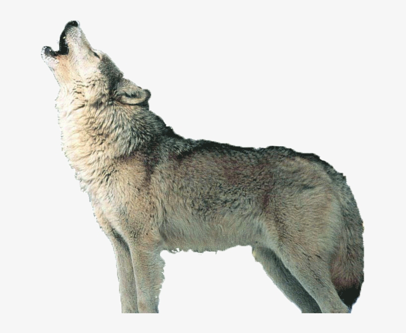 Волк без фона