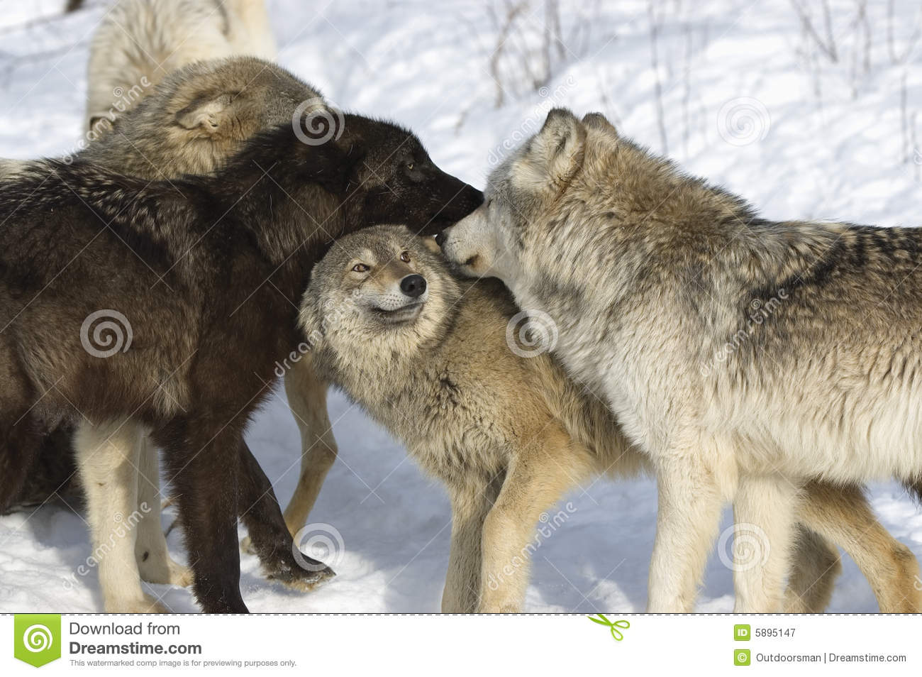 Wolf Pack Stock Photos, Images, & Pictures.