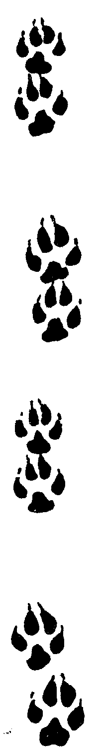 wolf foot print