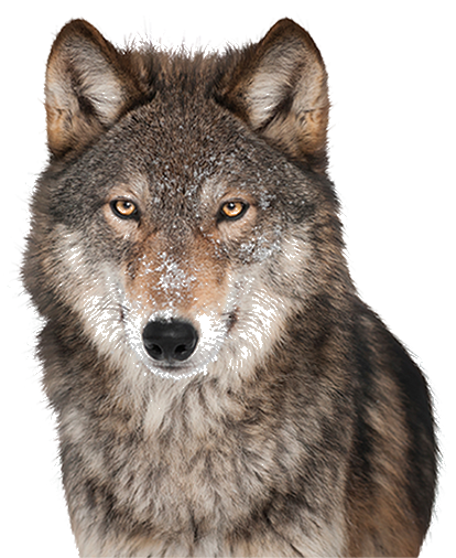 wolf png free 10 free Cliparts | Download images on Clipground 2021