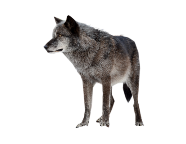 Dark Wolf PNG Image.