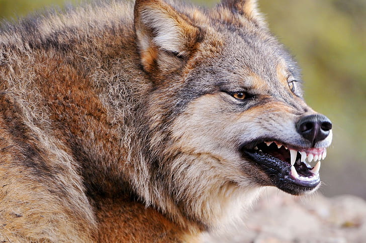 HD wallpaper: Wolf, Face, Teeth, Aggression, Predator.