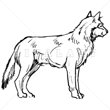 Black And White Clipart Of Wolf.