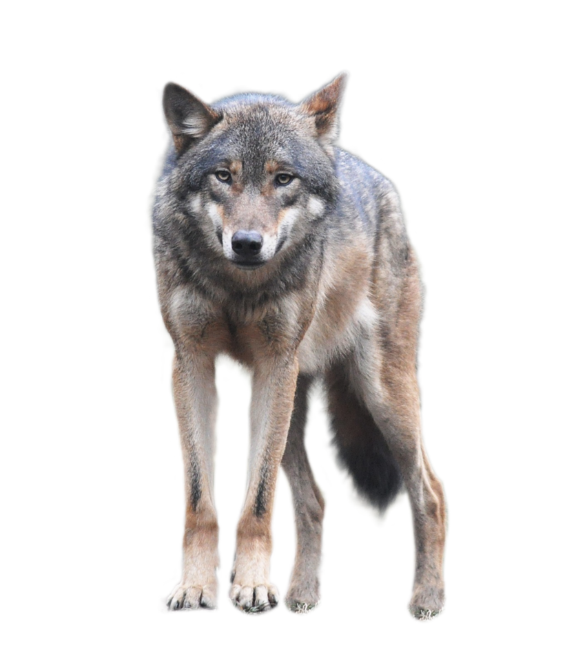 Wolf PNG image, free picture download.