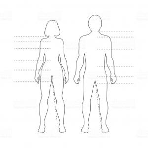 Outlines Of Human Body Woman Anatomy Vector Clipart.