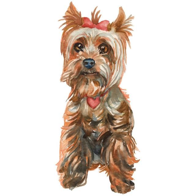 The Yorkshire Terrier Puppy Girl Brush Effect, Cards, Dog.