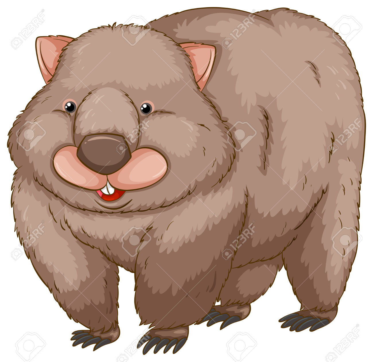 A Wombat On A White Background Royalty Free Cliparts, Vectors, And.