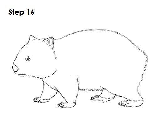 Wombat Drawing 16.