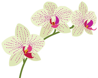 Orchid clipart.
