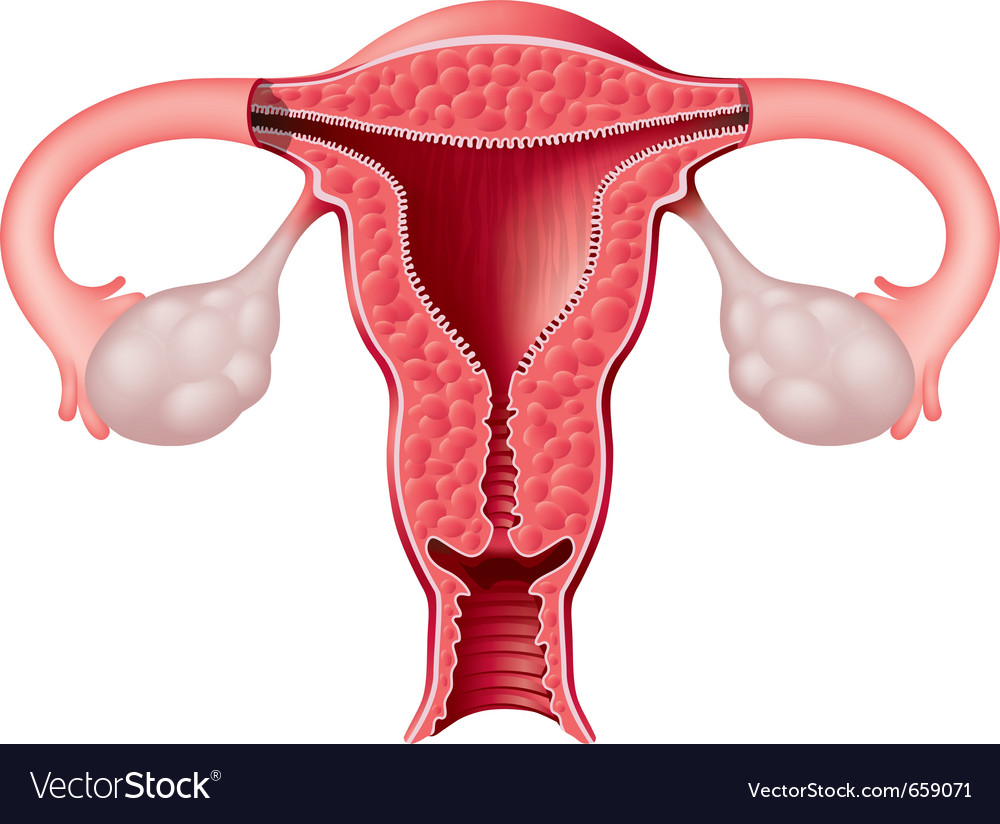 Female reproductive system.