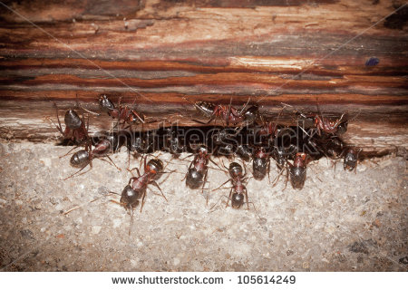 Ant Colony Stock Photos, Royalty.