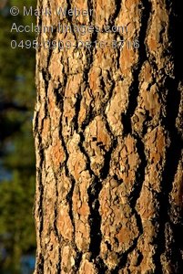 Tree bark clipart 20 free Cliparts | Download images on Clipground 2021