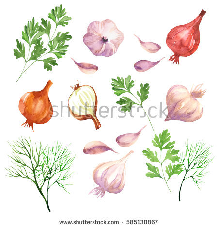 &quot;watercolor Garlic&quot; Stock Photos, Royalty.