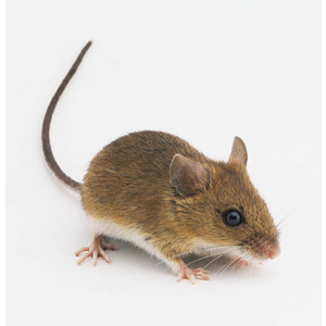 Field mouse clipart.