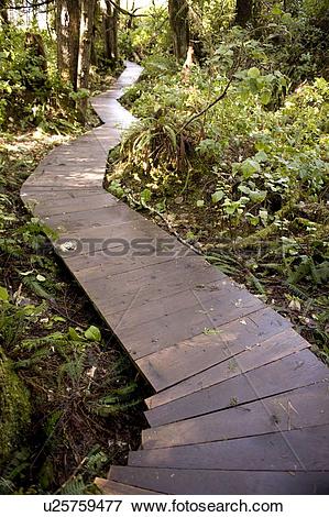 Picture of Wooden path through forest u25759477.