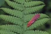 Stock Photograph of Scarlet maple seed resting on wood fern leaf.