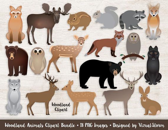 Woodland Animals Clipart Bundle Forest Animal Graphics.